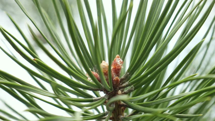 Green pine needles close-up 4k video