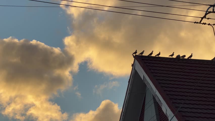 A church roof with birds on it with the background of clouds and sky at sun hour.