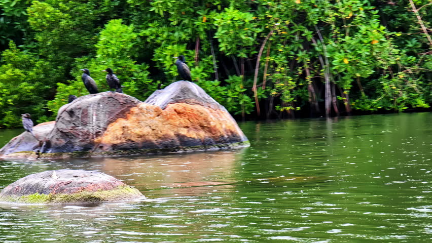 Birds gathered on a rock in a coastal wetland in Koggala, Sri Lanka