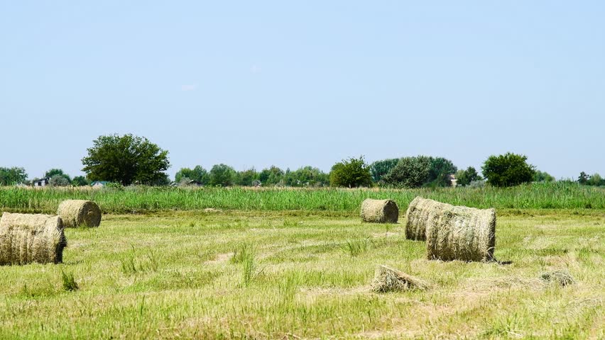 Round bales of hay scattered across the field. They lie on the mown grass, waiting to be collected or transported. Agricultural landscape.