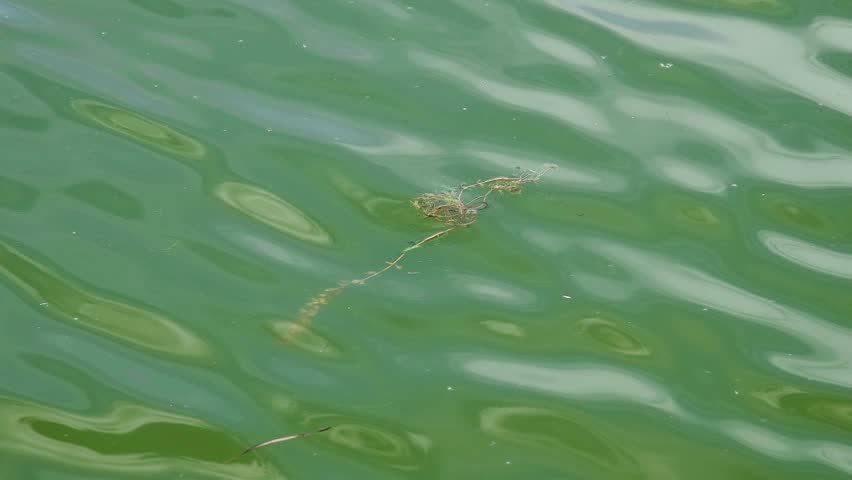 A close-up of the water of a pond, lake, or slow-flowing river, with a greenish-yellow tint. The surface of the water ripples, indicating a slight movement from the wind or small currents.