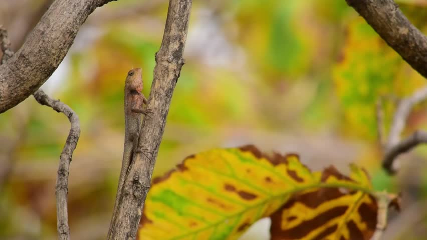 Oriental garden lizard (Calotes versicolor) - Garden lizards are relaxing on tree branches, camouflage garden lizards. Close up chameleon details.