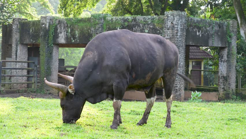 A Black Banteng (Bos Javanicus) cow peacefully grazing on a lush green pasture.
