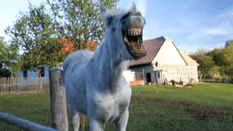Yawning horse at country side