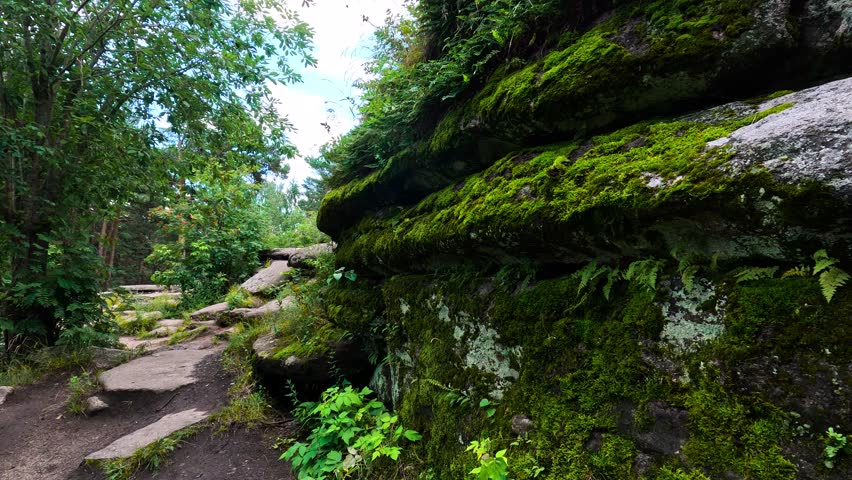 Trees growing on rocky ground. A natural landscape in a northern climate, on a sunny summer day. Smooth stone surfaces and layered rocks covered with moss and greenery.
