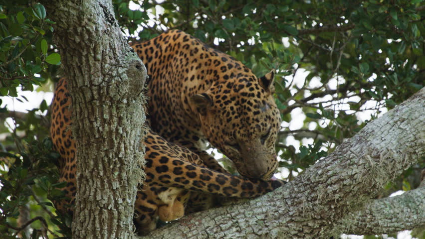 A wild Sri Lankan leopard (Panthera pardus kotiya) resting and grooming on a tree branch in its natural forest habitat. Cinematic wildlife footage captured in Sri Lanka showcasing natural behavior of