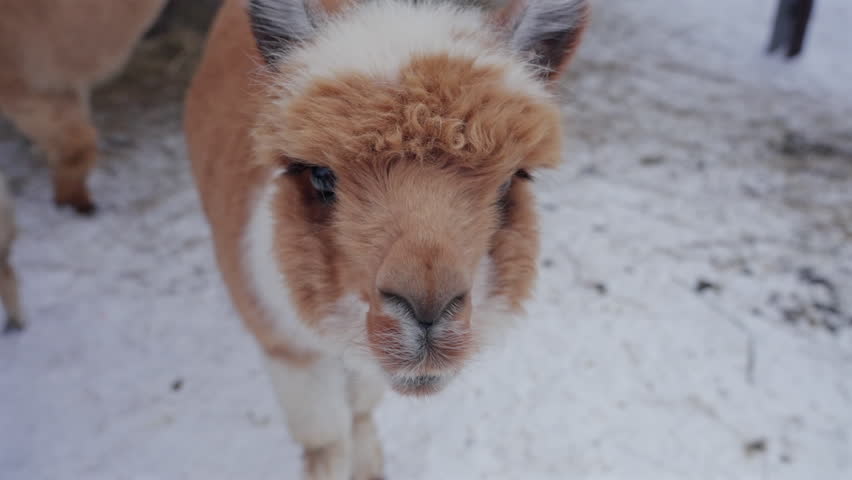 Alpaca Close Up Portrait In Winter Petting Zoo
