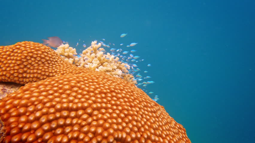 Vibrant underwater nature scene with many small blue fish swimming around beautiful hard coral formations on tropical coral reefs in warm Pacific Ocean near Fiji Islands. Tropical natural background