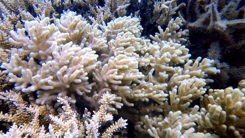 Exploring the underwater world: blooming acropora coral with distinct polyps, thriving within the vibrant marine ecosystem of a tropical coral reef in Fiji. Close up shot footage natural background