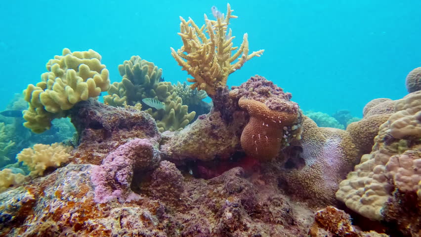 Underwater scene with colorful coral reef formations and small fish swimming around. Video captures vibrant marine life found in the Pacific Ocean near Fiji, showcasing the ecosystem below the surface