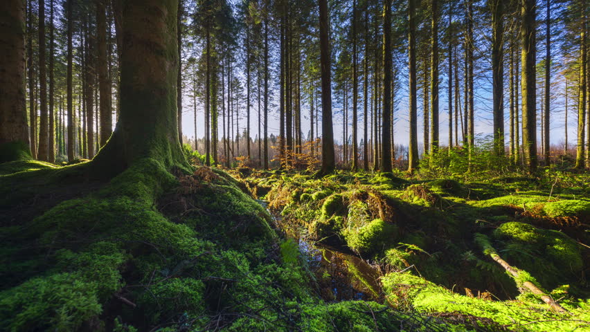 Timelapse of low horizon sun shining through trees, entering coniferous forest with mossy foreground and casting shadows during partially sunny day in Ireland.