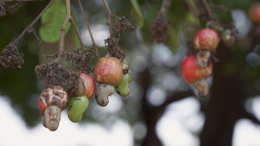 Red ripe cashew apple fruit hanging from a tree ready for picking and processing for their nuts.