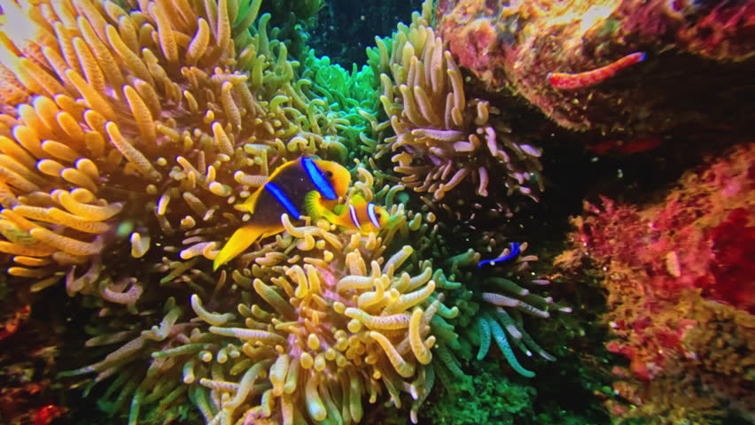 Brightly colored two clownfish swim in anemones and coral reef formations, close up view. Vibrant corals provide a home for the fish. This scene captures underwater marine life in a reef environment