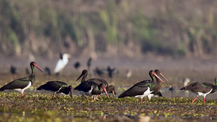 A rare and beautiful flock of Black Storks (Ciconia nigra) is captured foraging together in the shallow, nutrient-rich waters of a wetland.