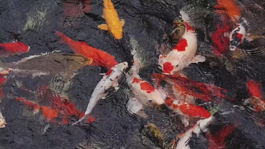 Colorful koi fish swimming in a garden pond . Too view