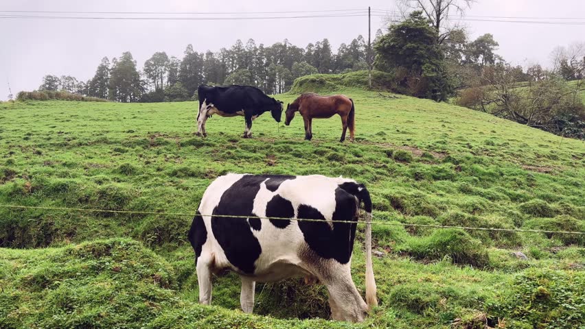 Cows and horse standing on grassy hillside field Sao Miguel Azores