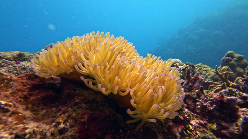 Vibrant yellow sea anemone gently swaying amidst colorful hard corals, showcasing the rich biodiversity and natural beauty of the tropical underwater ecosystem in Fiji. Marine life nature scene