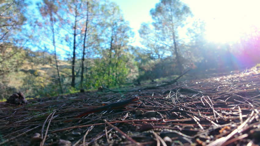 California Newt Crawling on The Forest Ground. - closeup shot