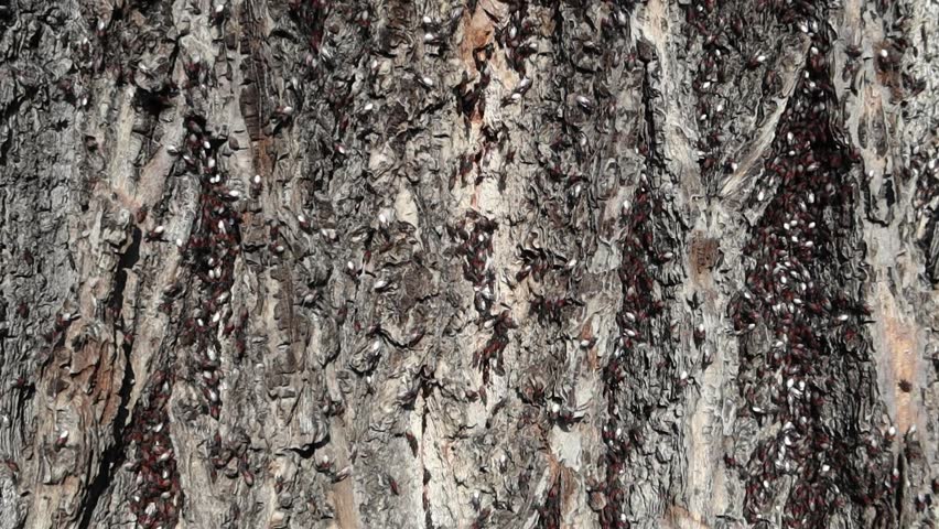 A large group of boxelder bugs clustered on rough tree bark.