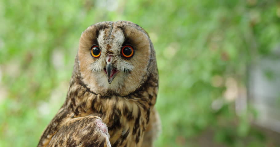 Long eared owl close up portrait with bright orange eyes in natural green background.