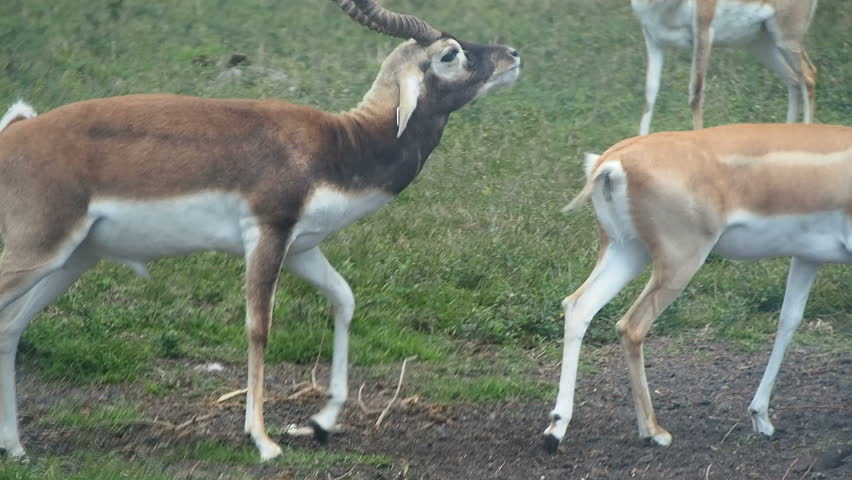 African Gazelle in the field
