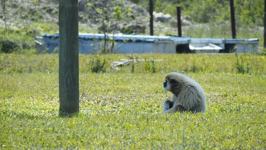 Gibbon Monkey in grass