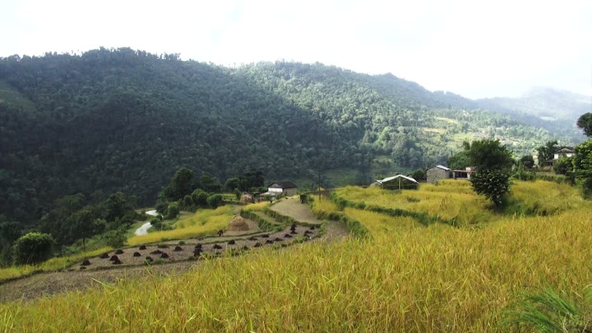 Wide shoot of scenic beauty of hill area, rice field in foreground and hill in background.
