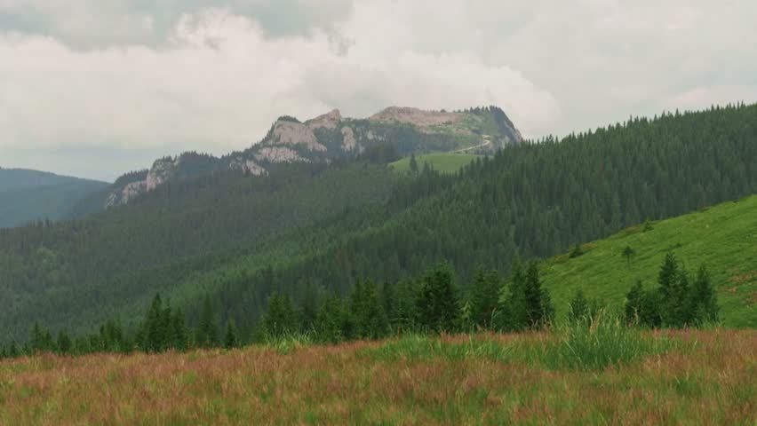 Scenic view of a meadow leading into a forest with a mountain peak in the background