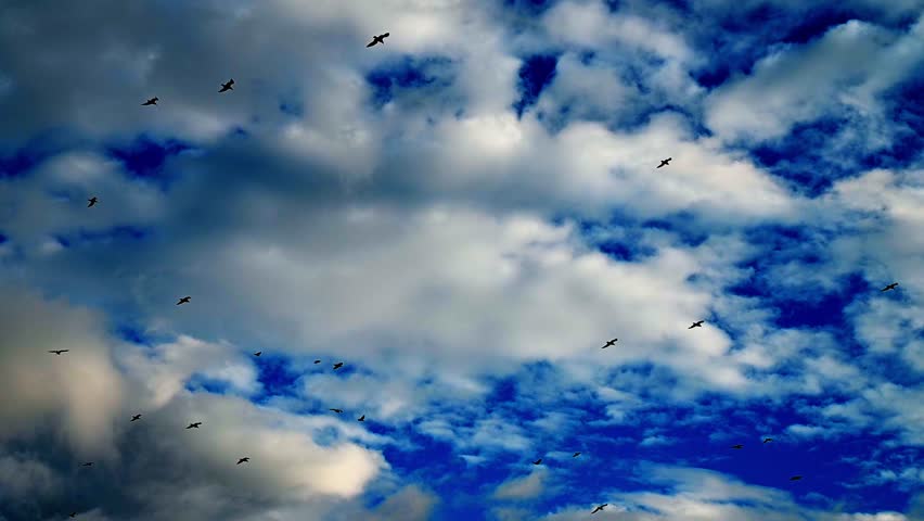 A flight of seagulls soaring over the cloudy sky next to the beach with peaceful weather and golden sun. The weather is perfect with picturesque clouds.