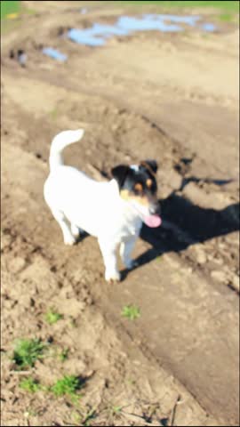 Vertical video of a beautiful white dog running energetically across a sunny field. The bright sunlight highlights its fur while the green grass and open space create a joyful, lively, and picturesque countryside scene. Perfect for capturing playful energy and outdoor freedom.