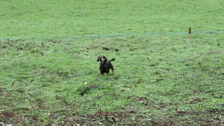 Funny dachshund barking playfully in the park on a sunny spring day
