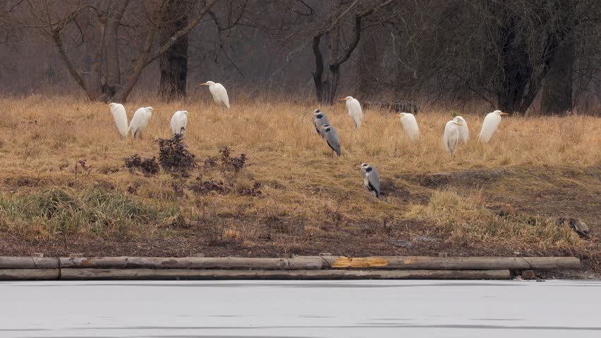Three great white egrets (Ardea alba) preparing for flight and take off from the flock of grey herons (Ardea cinerea) and egrets in winter rainfall in South Moravia, Czech Republic. European wildlife real time motion, natural bird behavior and interaction.