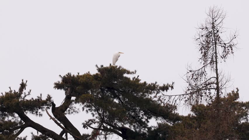 Great white egret (Ardea alba) perched on treetop in winter in South Moravia, Czech Republic. Real time European wildlife scene showing resting wading bird behavior in natural habitat with an overcast sky. 