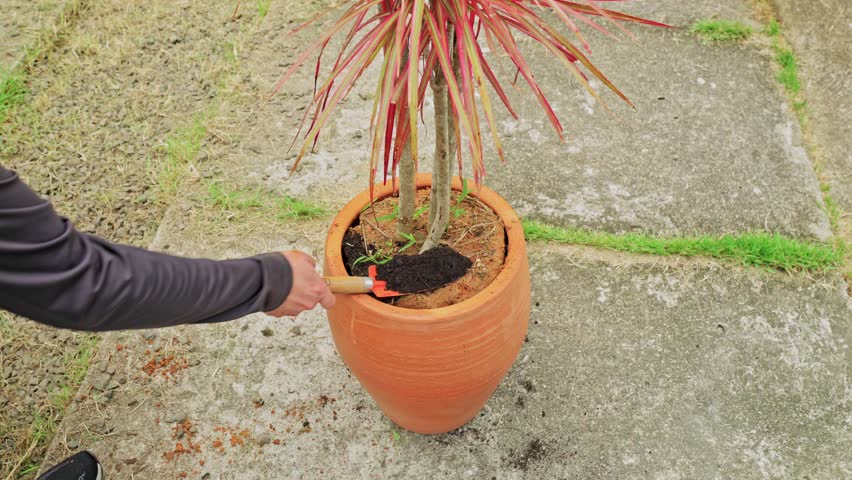 High angle shot of a person using a small trowel to add and complete the potting soil around a plant inside a large terracotta planter in a backyard.