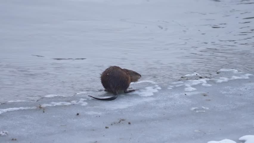 Muskrat standing on a sheet of ice beside a flowing river in winter, eating and briefly rising onto its hind legs before plunging into the water. Natural wildlife behavior captured from a side view in a cold outdoor wetland environment. Peaceful seasonal scene with visible river current. No audio.

