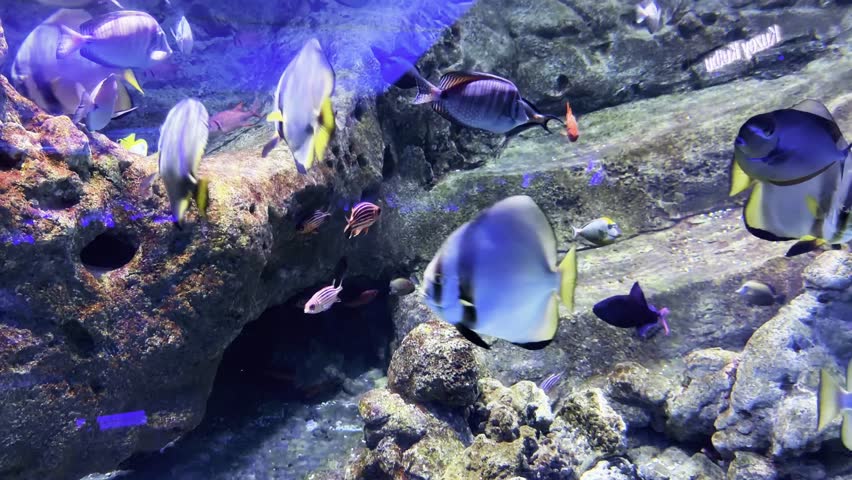 Aquatic scene. Group of fish gliding calmly over rocky bottom inside aquarium with turquoise water and soft lighting, shot handheld, 4k footage