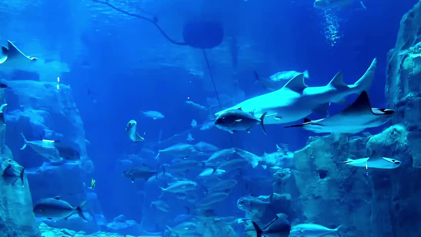Marine animals including turtles sharks and rays gliding through aquarium environment with soft lighting and glass enclosure, shot handheld, 4k footage