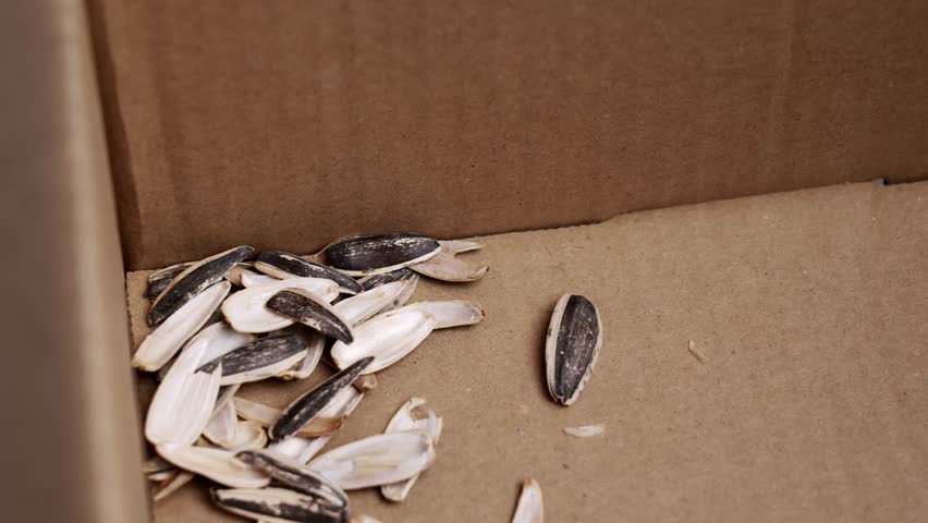 Empty sunflower seed shells in a cardboard box. Food scraps