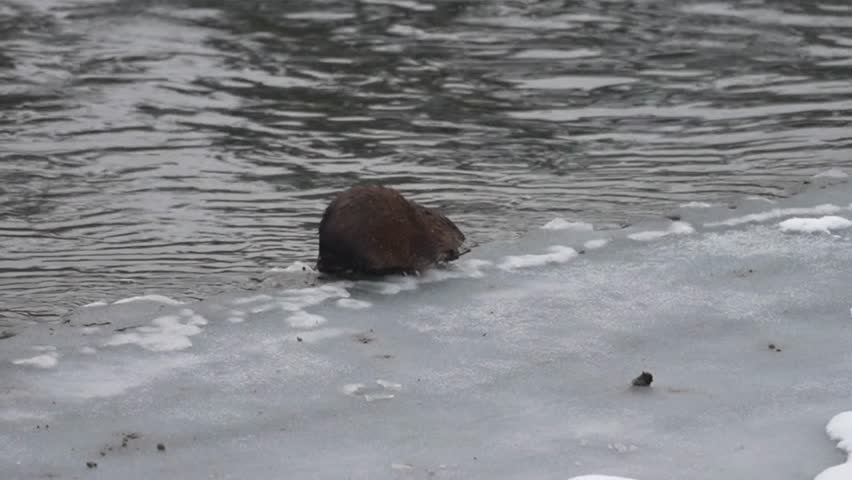 Muskrat feeding on vegetation while standing on a sheet of ice beside a flowing river in winter. Side profile view of a wild rodent eating roots or plant material in its natural wetland habitat. Calm seasonal wildlife scene highlighting survival behavior in cold weather. No audio.