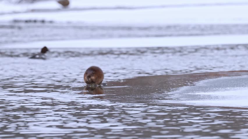Wild muskrat feeding on a sheet of ice in winter, with a female goldeneye duck appearing in the background. The clip transitions focus from the muskrat to the goldeneye, capturing natural behavior of both species in a cold wetland environment. Side and background views included. No audio.