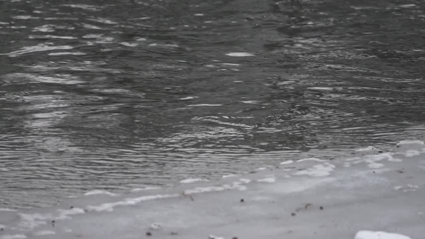 Muskrat swimming along a river beside a sheet of ice in winter, climbing onto the ice and reaching the riverbank to feed. Mid-range view captures natural wildlife behavior in a cold, flowing river environment. Peaceful winter wetland scene with visible river current and icy shoreline. No audio.