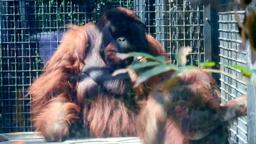 Male and female Bornean orangutan (Pongo pygmaeus) sitting inside a cage at Hong Kong Zoological and Botanical Gardens that provides free access to the public