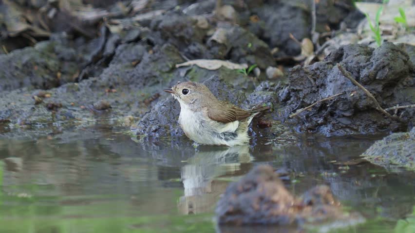 The red breasted flycatcher female bird taking a bath, Ficedula parva