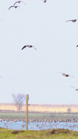 Large flock of greater white-fronted geese (Anser albifrons) landing on the feeding ground