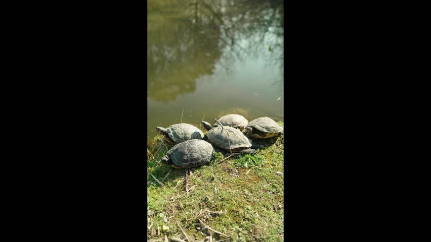 Cinematic footage of Milan city park with serene lake, swimming turtles, and surrounding greenery. Perfect for European urban nature, travel, and lifestyle content in Lombardy Italy.