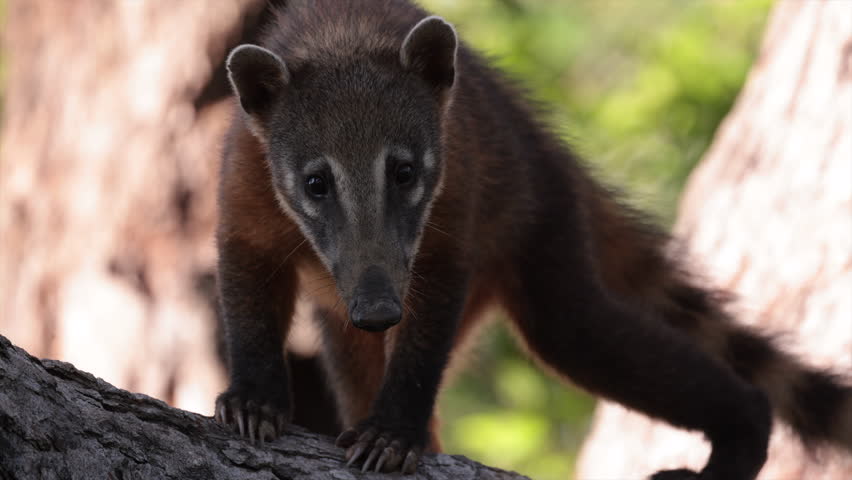 wild Coati mammal animal in a rainforest jungle tree tropical