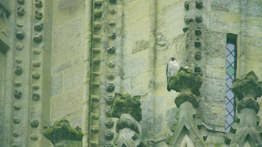 Wild peregrine falcon perched on ornate stone architecture of a historic cathedral. Urban bird of prey resting on gothic building detail in the United Kingdom.