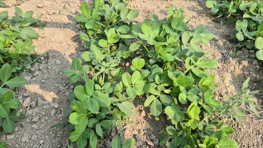 ​A high-quality RAW and unedited professional cinematic video clip capturing the early growth stage of peanut (Groundnut) plants in Bangladesh। The footage showcases a high-angle view of neatly arranged rows of young, vibrant green peanut plants flourishing in the dry, sandy soil of a rural field। This scene illustrates the diversity of cash crops grown by local farmers and the careful agricultural practices involved in peanut farming, filmed in 4K UHD 30fps।