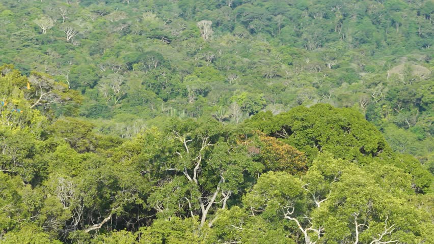 Colorful Canopy Choreography: Macaws in Flight Across the Amazon Rainforest in Brazil