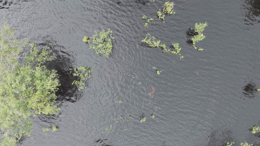 Pink river dolphin swimming - aerial view of the Amazon river, as it plays in the still waters of the jungle.